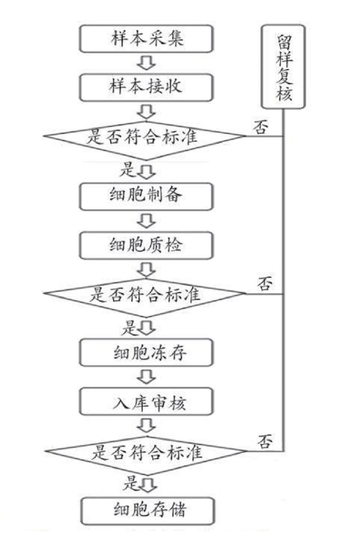 干細胞制備工作流程